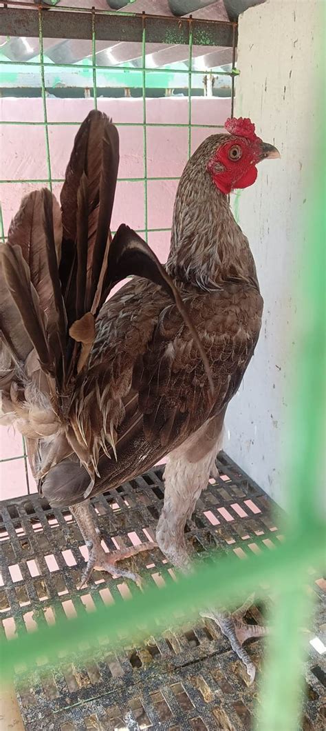 manok panabong breed|Manok Panabong Quality Breeds .